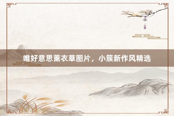 唯好意思薰衣草图片，小簇新作风精选